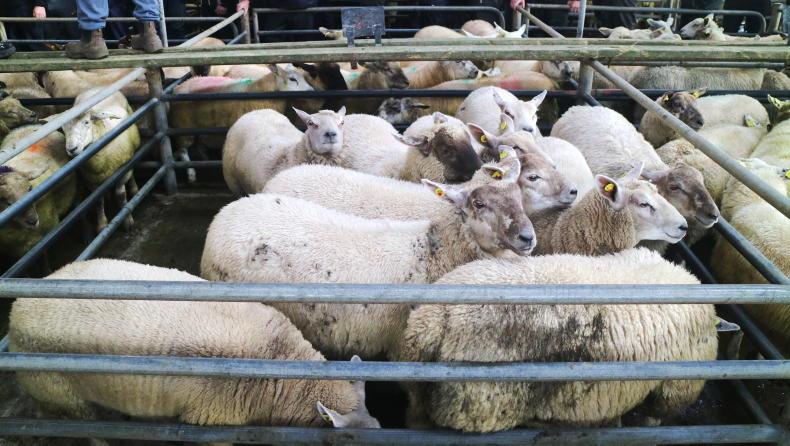 In pictures: top prices hit €225 in Athenry Mart In pictures: top prices hit €225 in Athenry Mart