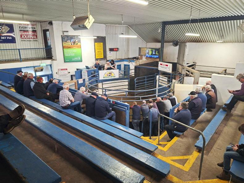 Watch: cull cows top at €3,860 in Tuam Mart show and sale Watch: cull cows top at €3,860 in Tuam Mart show and sale