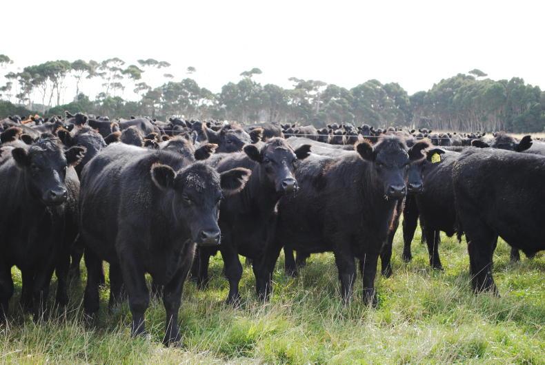 Australia beef output to peak at 3m tonnes as export trade shifts Australia beef output to peak at 3m tonnes as export trade shifts