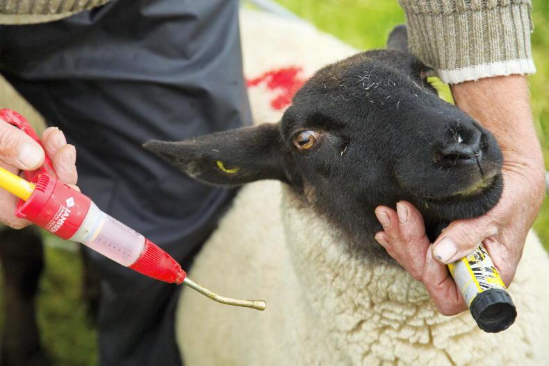 Lamb euthanised due to dosing gun injury Lamb euthanised due to dosing gun injury