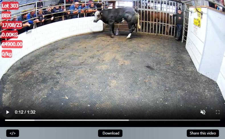 Watch: in-calf heifers top €5,000 in Ballinasloe mart Watch: in-calf heifers top €5,000 in Ballinasloe mart