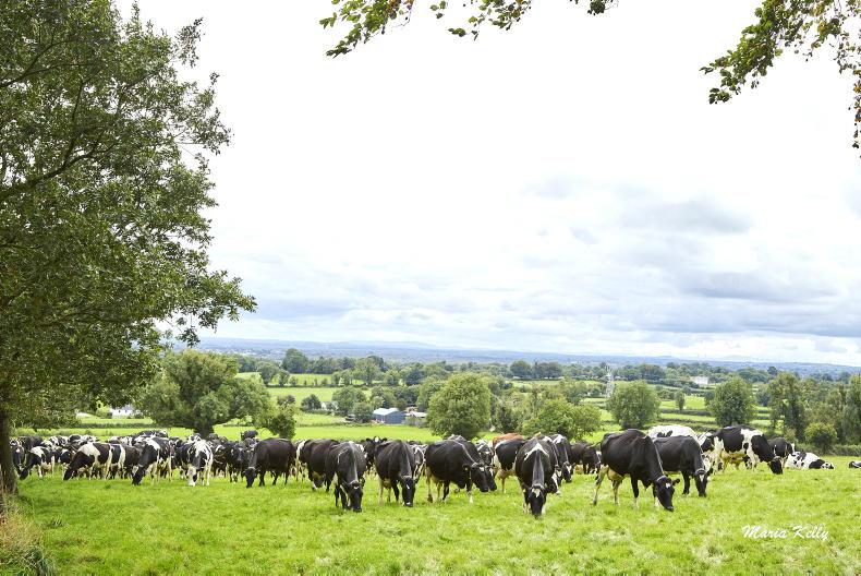 Bellair Estate dairy herd to go for auction Bellair Estate dairy herd to go for auction