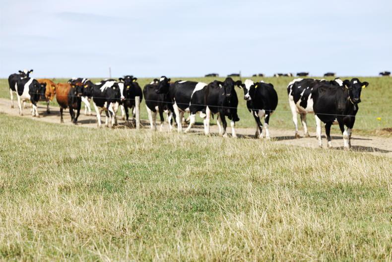 El Niño to increase Irish food prices in 2027 and 2028 El Niño to increase Irish food prices in 2027 and 2028