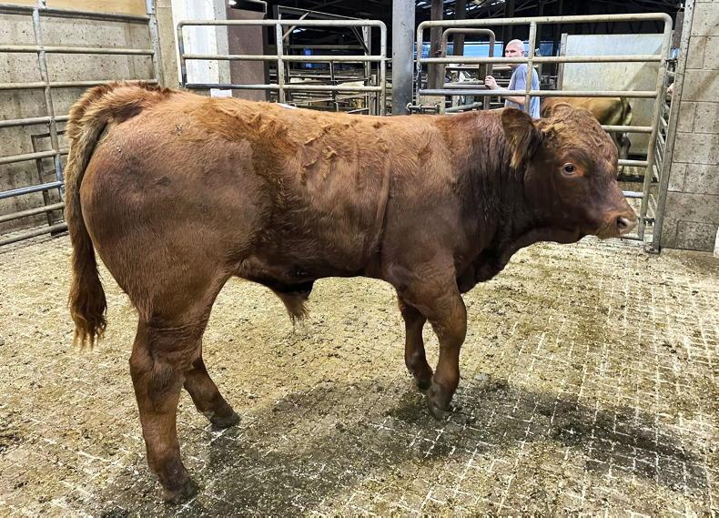 Live exporters active in Carnew as market demands seek all types of weanlings Live exporters active in Carnew as market demands seek all types of weanlings