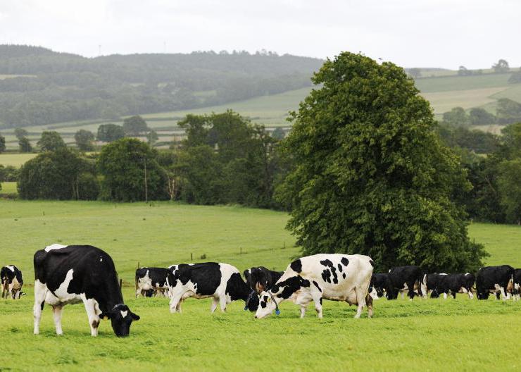 The search for the next Kerrygold in the grass-fed Irish dairy sector The search for the next Kerrygold in the grass-fed Irish dairy sector
