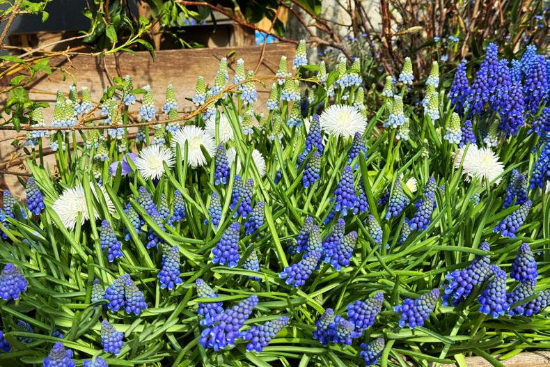 Gardening with Paul: bulbs to plant now for a spring surprise in 2027 Gardening with Paul: bulbs to plant now for a spring surprise in 2027