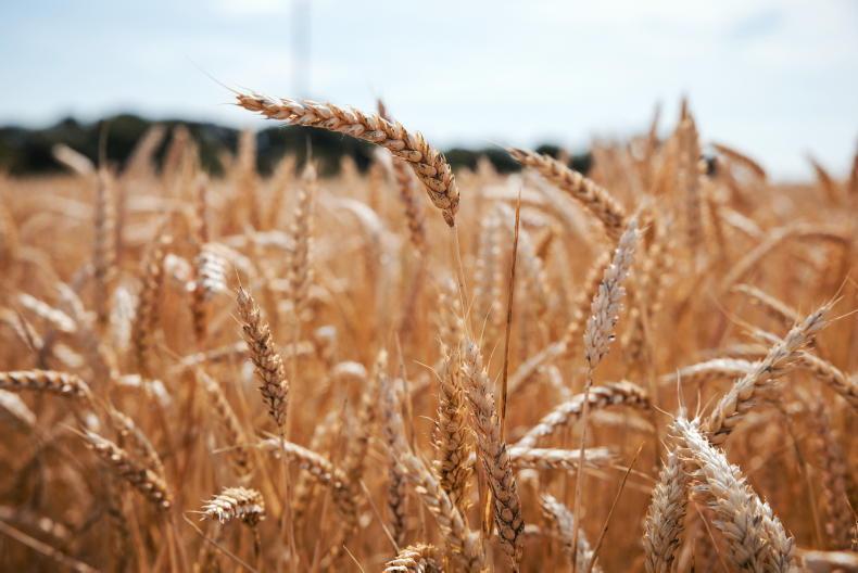 Tirlán announces €220/t for barley; €230/t for wheat, including bonuses Tirlán announces €220/t for barley; €230/t for wheat, including bonuses