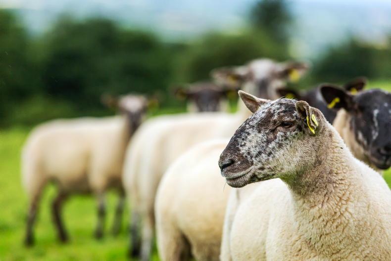 Farmer sentiment shows signs of stability in ewe numbers Farmer sentiment shows signs of stability in ewe numbers