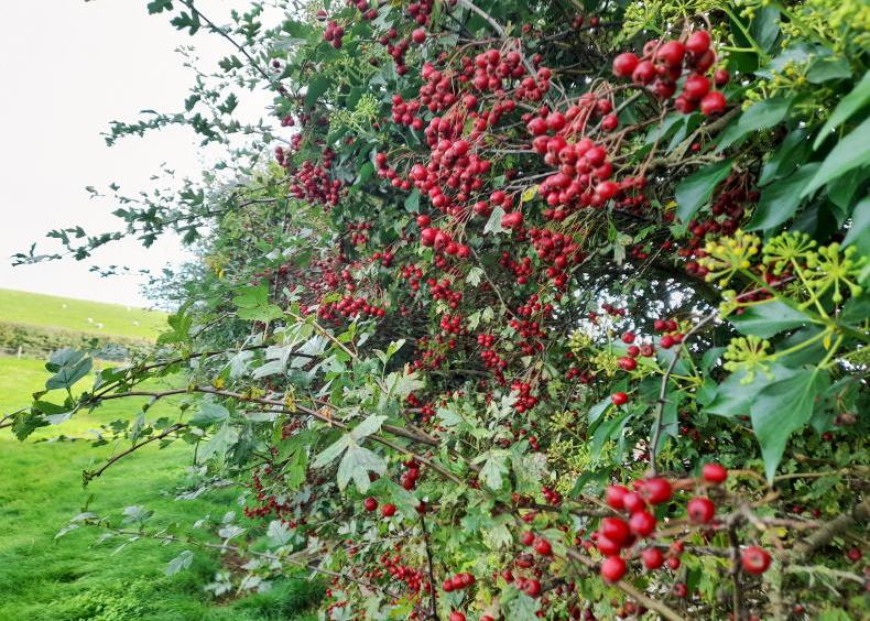 Why our farms look their best in autumn Why our farms look their best in autumn