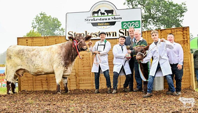 Sligo cow and calf take top Shorthorn honours at Strokestown Show Sligo cow and calf take top Shorthorn honours at Strokestown Show