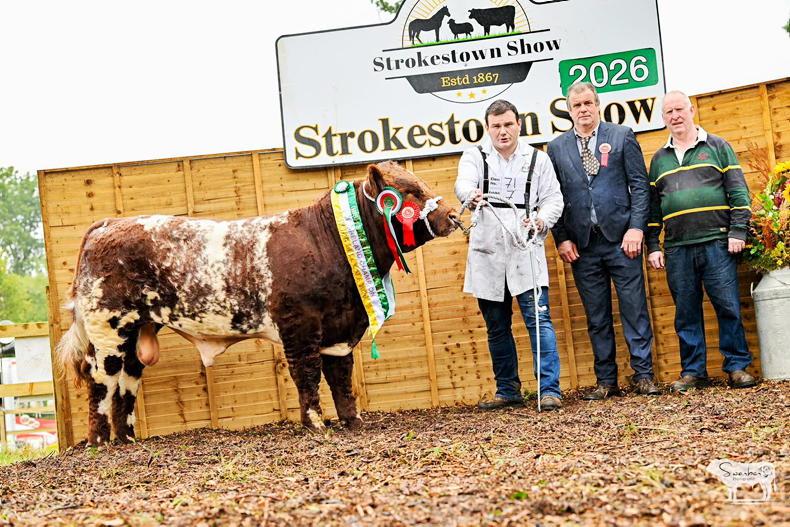 Sligo cow and calf take top Shorthorn honours at Strokestown Show Sligo cow and calf take top Shorthorn honours at Strokestown Show