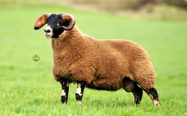 Charlie Gallagher & Sons sets new South of Ireland Lanark sale record of €8,000 Charlie Gallagher & Sons sets new South of Ireland Lanark sale record of €8,000