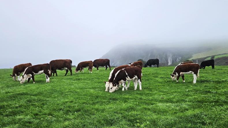 Farmer Writes: raising the breeding bar Farmer Writes: raising the breeding bar