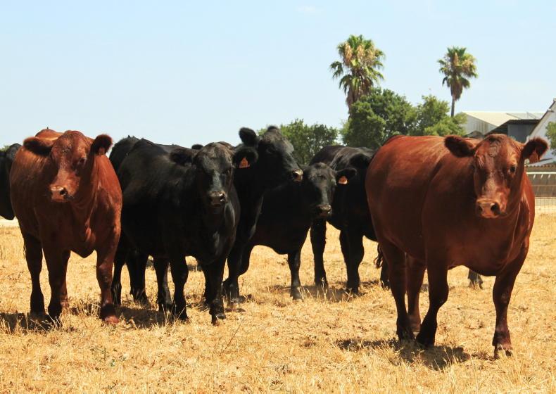 Irish-bred Angus cattle to take centre stage in Portugal Irish-bred Angus cattle to take centre stage in Portugal