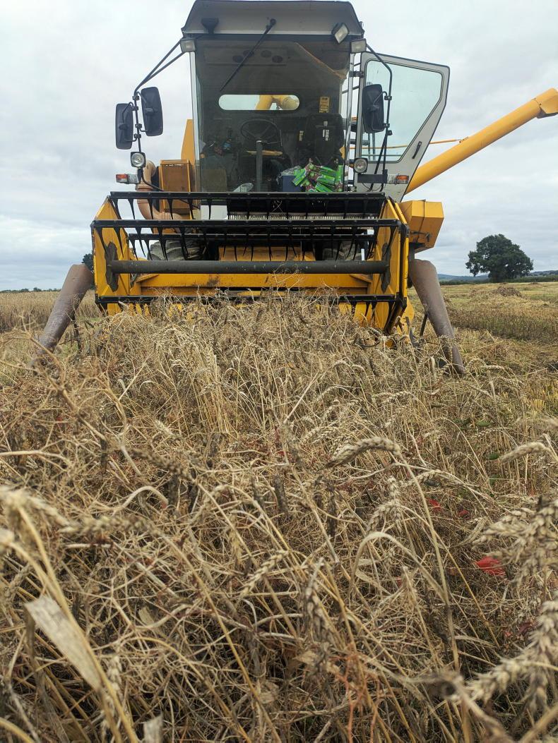 Chickpeas reach the combine as tillage farmers work between the showers Chickpeas reach the combine as tillage farmers work between the showers