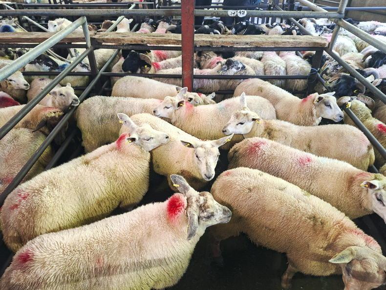 Boost in Dowra for all types of sheep Boost in Dowra for all types of sheep