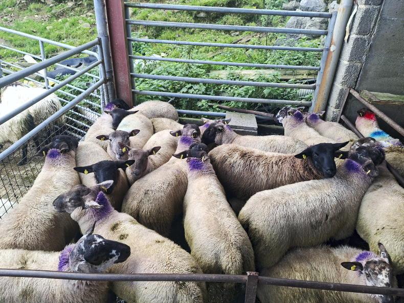 Boost in Dowra for all types of sheep Boost in Dowra for all types of sheep