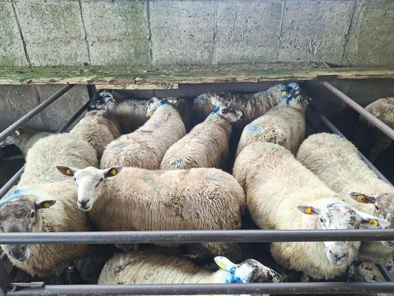 Boost in Dowra for all types of sheep Boost in Dowra for all types of sheep
