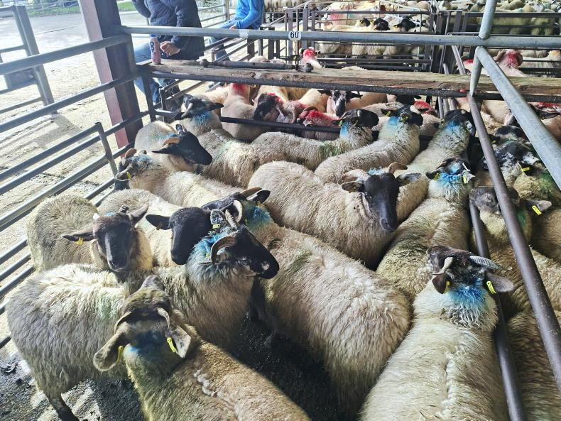 Boost in Dowra for all types of sheep Boost in Dowra for all types of sheep