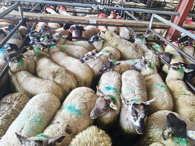 Boost in Dowra for all types of sheep Boost in Dowra for all types of sheep