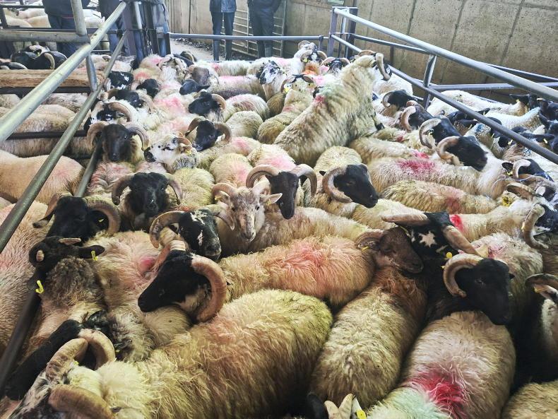 Boost in Dowra for all types of sheep Boost in Dowra for all types of sheep