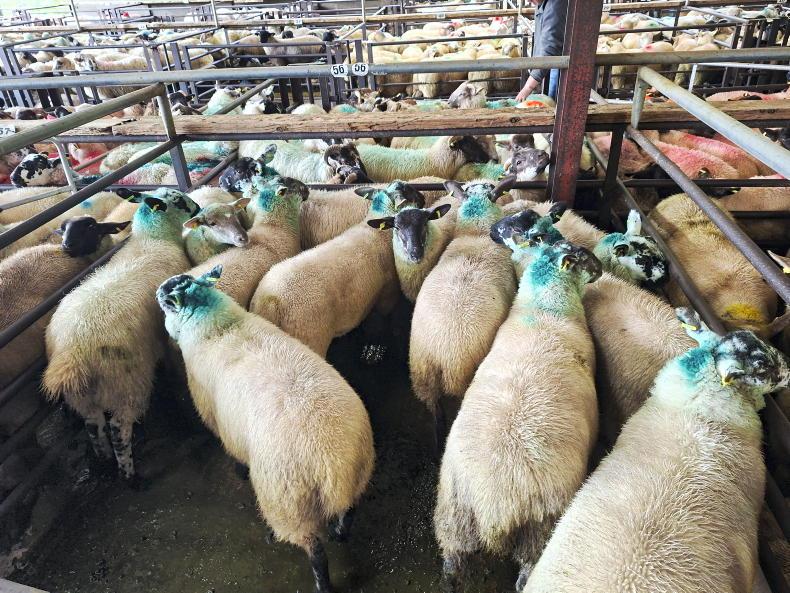 Boost in Dowra for all types of sheep Boost in Dowra for all types of sheep