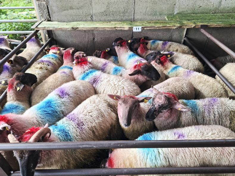Boost in Dowra for all types of sheep Boost in Dowra for all types of sheep