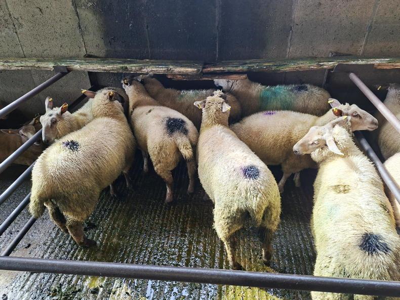 Boost in Dowra for all types of sheep Boost in Dowra for all types of sheep
