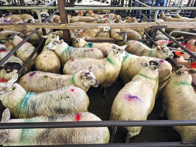 Boost in Dowra for all types of sheep Boost in Dowra for all types of sheep