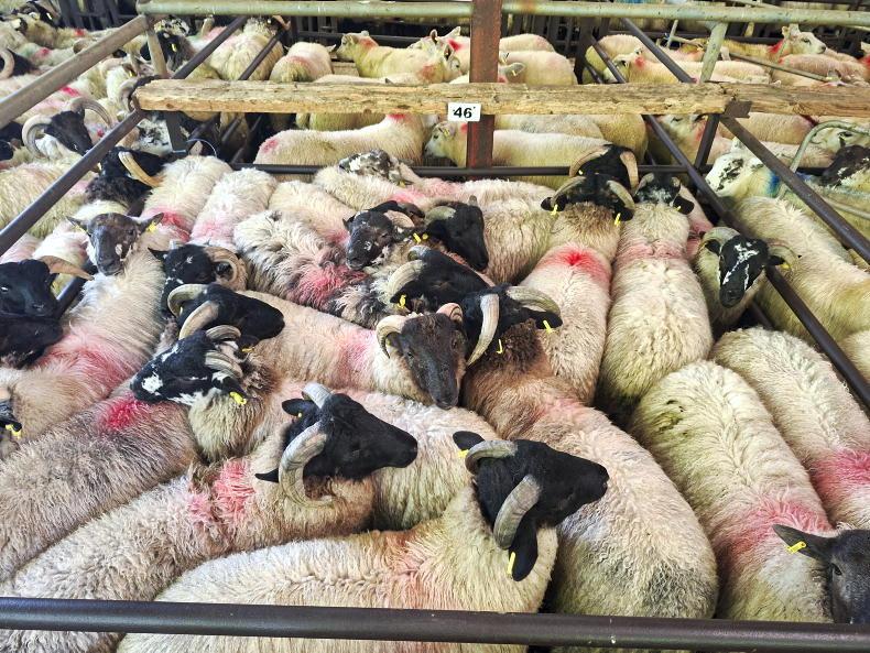 Boost in Dowra for all types of sheep Boost in Dowra for all types of sheep
