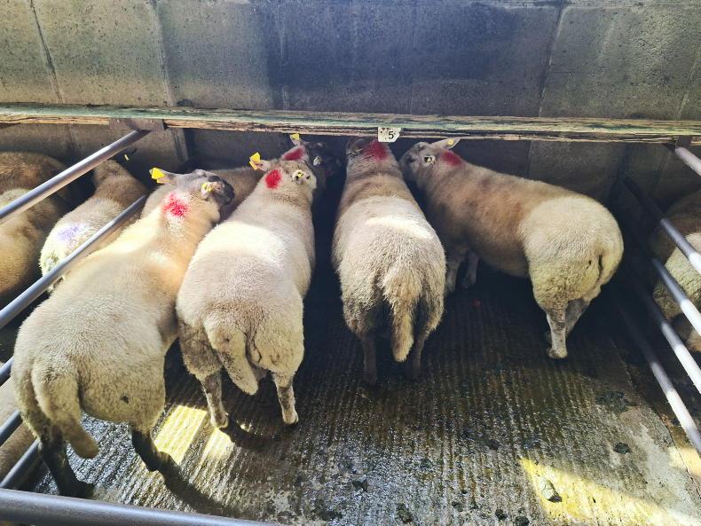 Boost in Dowra for all types of sheep Boost in Dowra for all types of sheep