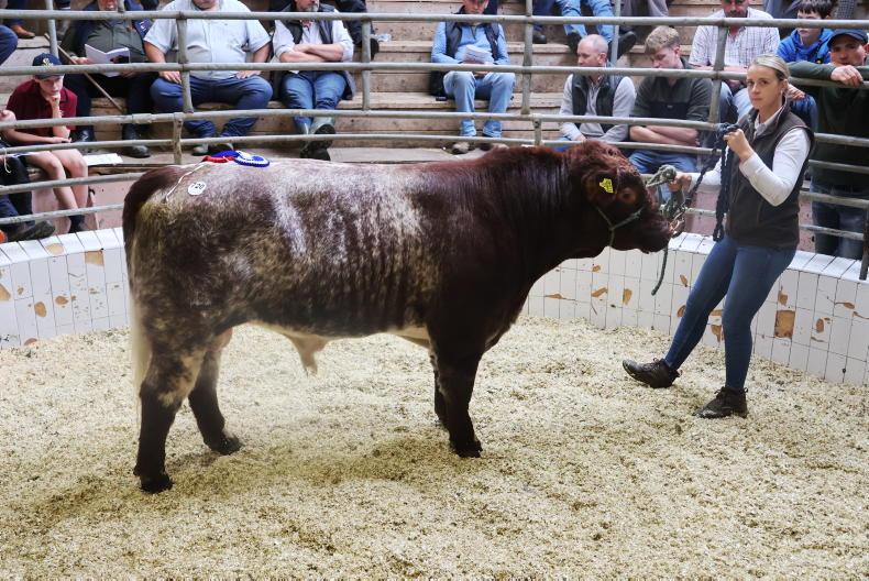 Full clearance for beef Shorthorns in southwest sale Full clearance for beef Shorthorns in southwest sale