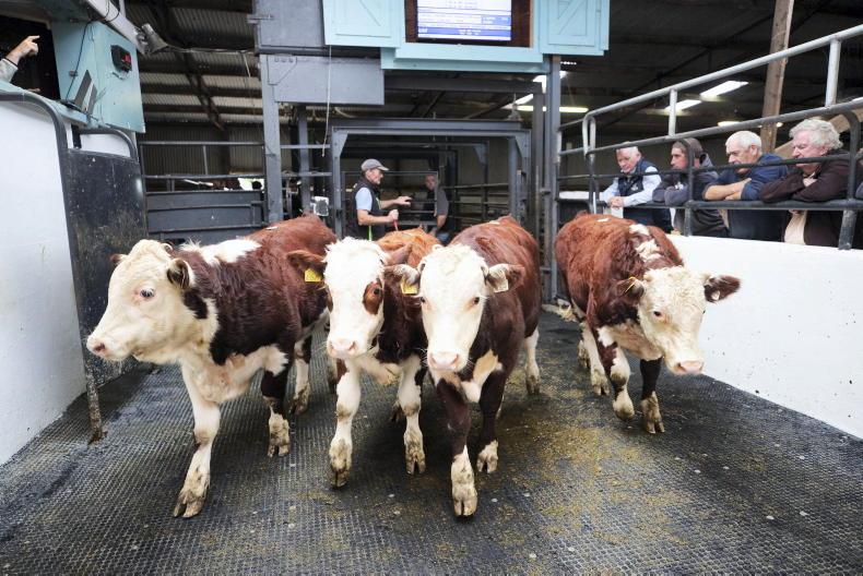 Commercial Hereford sale rounds out busy week for Newport Mart Commercial Hereford sale rounds out busy week for Newport Mart