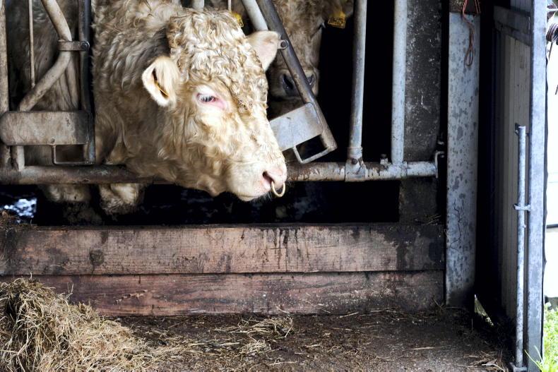 Three steps to better bull selection using the EuroStar Index Three steps to better bull selection using the EuroStar Index
