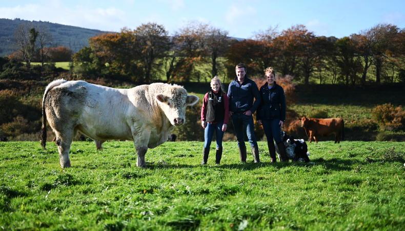 Three steps to better bull selection using the EuroStar Index Three steps to better bull selection using the EuroStar Index