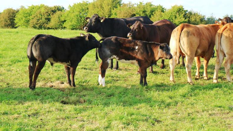 Three steps to better bull selection using the EuroStar Index Three steps to better bull selection using the EuroStar Index