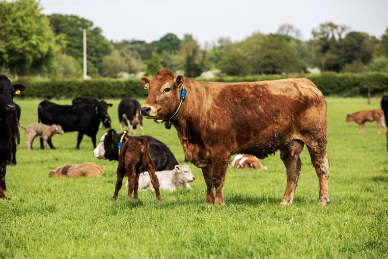 Three steps to better bull selection using the EuroStar Index Three steps to better bull selection using the EuroStar Index