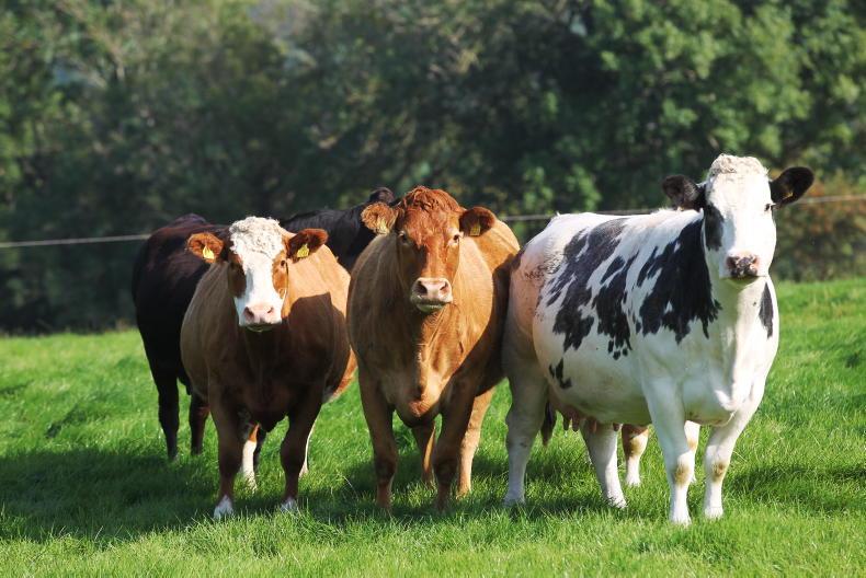 Suckler cow numbers on the rise Suckler cow numbers on the rise