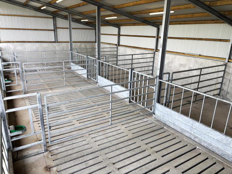 Galway farmer cuts costs by taking DIY approach to new suckler shed Galway farmer cuts costs by taking DIY approach to new suckler shed