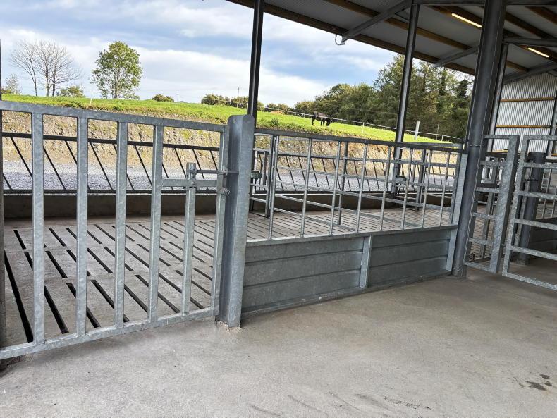 Galway farmer cuts costs by taking DIY approach to new suckler shed Galway farmer cuts costs by taking DIY approach to new suckler shed