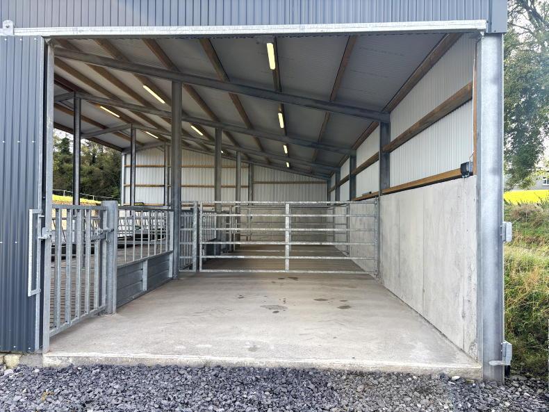 Galway farmer cuts costs by taking DIY approach to new suckler shed Galway farmer cuts costs by taking DIY approach to new suckler shed