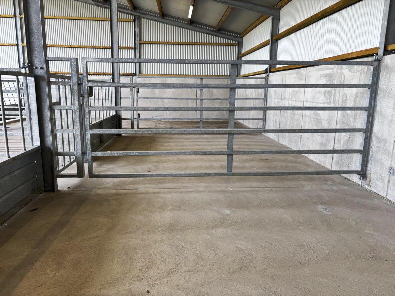 Galway farmer cuts costs by taking DIY approach to new suckler shed Galway farmer cuts costs by taking DIY approach to new suckler shed