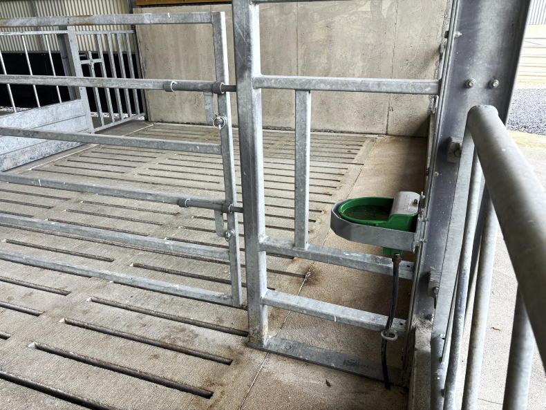 Galway farmer cuts costs by taking DIY approach to new suckler shed Galway farmer cuts costs by taking DIY approach to new suckler shed
