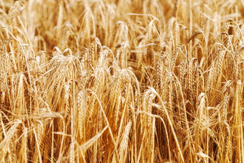 Some malt-barley suppliers to be paid more for feed barley Some malt-barley suppliers to be paid more for feed barley