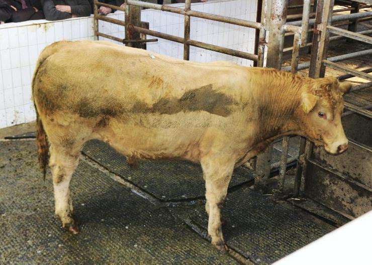 Mid weight store bullocks average €4.65/kg in Ballinasloe Mid weight store bullocks average €4.65/kg in Ballinasloe