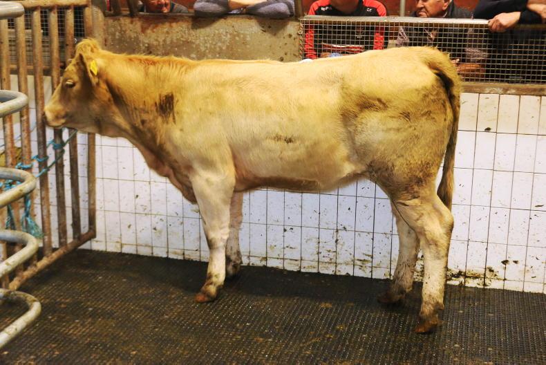 Mid weight store bullocks average €4.65/kg in Ballinasloe Mid weight store bullocks average €4.65/kg in Ballinasloe