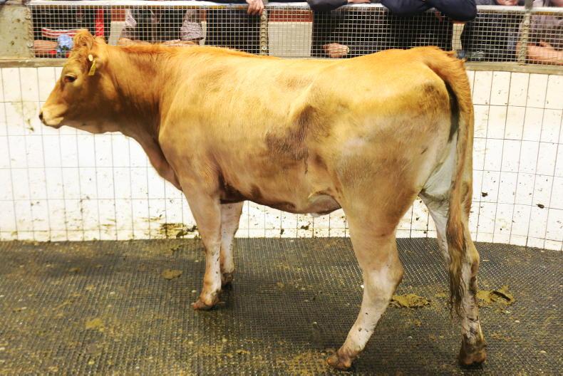 Mid weight store bullocks average €4.65/kg in Ballinasloe Mid weight store bullocks average €4.65/kg in Ballinasloe