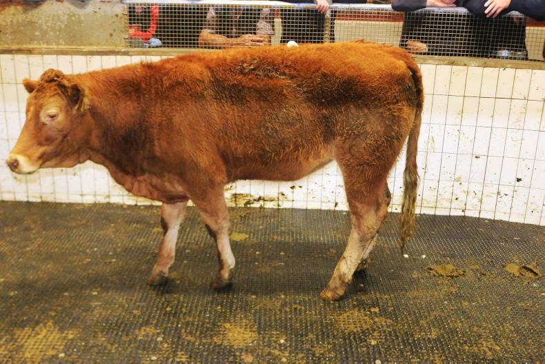 Mid weight store bullocks average €4.65/kg in Ballinasloe Mid weight store bullocks average €4.65/kg in Ballinasloe
