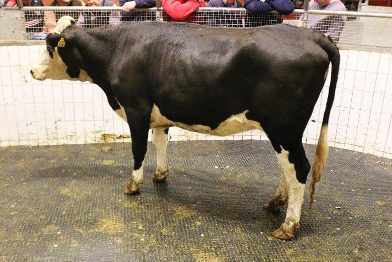Mid weight store bullocks average €4.65/kg in Ballinasloe Mid weight store bullocks average €4.65/kg in Ballinasloe