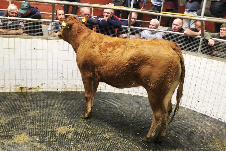 Mid weight store bullocks average €4.65/kg in Ballinasloe Mid weight store bullocks average €4.65/kg in Ballinasloe